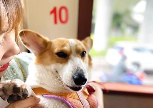 企鹅吃瓜爆料最新版,娱乐圈最新猛料大揭秘！